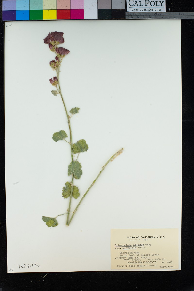 Sphaeralcea ambigua subsp. monticola photo 2