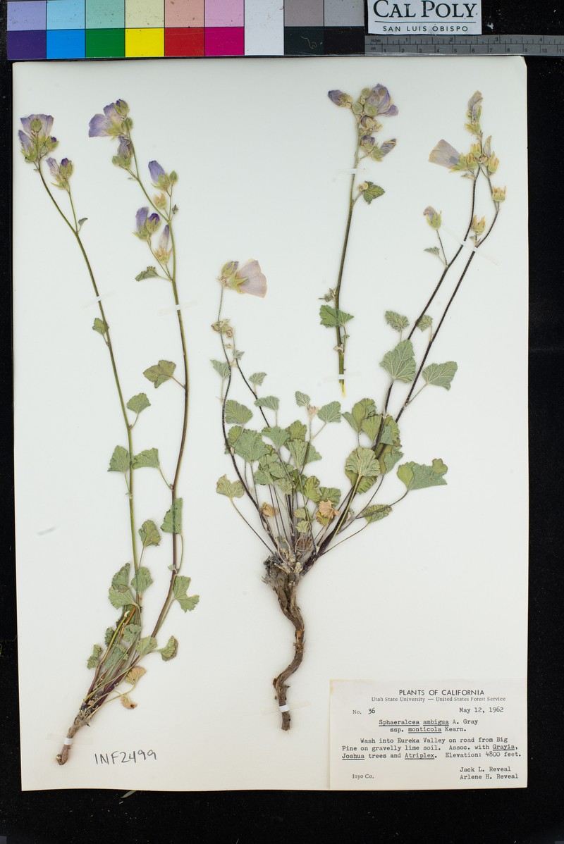 Sphaeralcea ambigua subsp. monticola photo 3