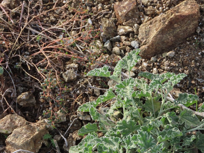 Sphaeralcea ambigua var. rosacea