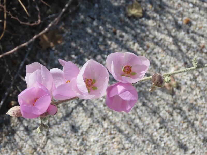 Sphaeralcea ambigua var. rosacea photo 2