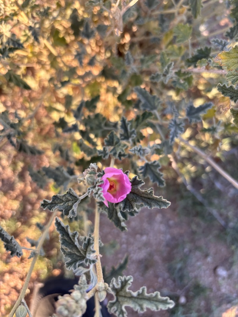 Sphaeralcea ambigua var. rosacea photo 3