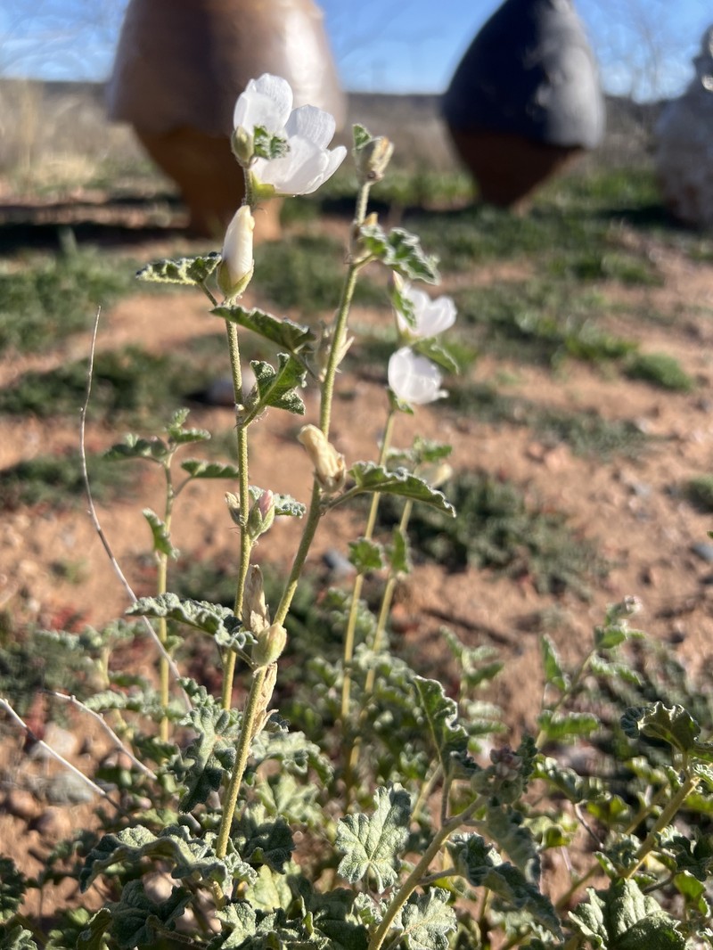 Sphaeralcea ambigua var. rosacea photo 4