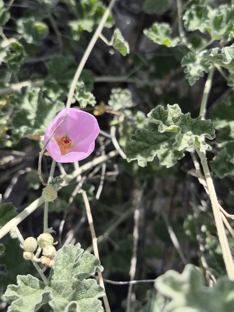 Sphaeralcea ambigua var. rosacea photo 5