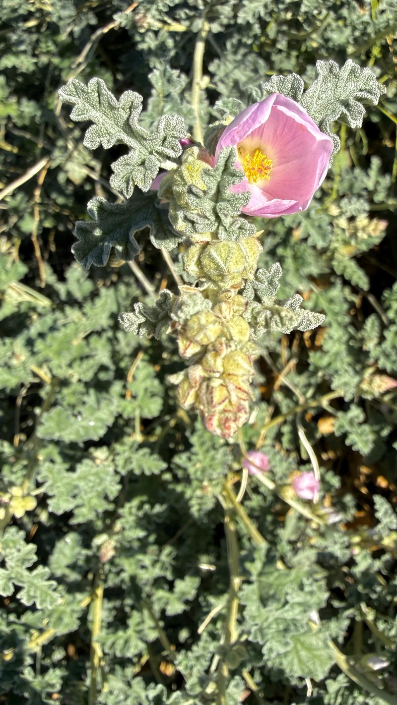Sphaeralcea ambigua var. rosacea photo 6