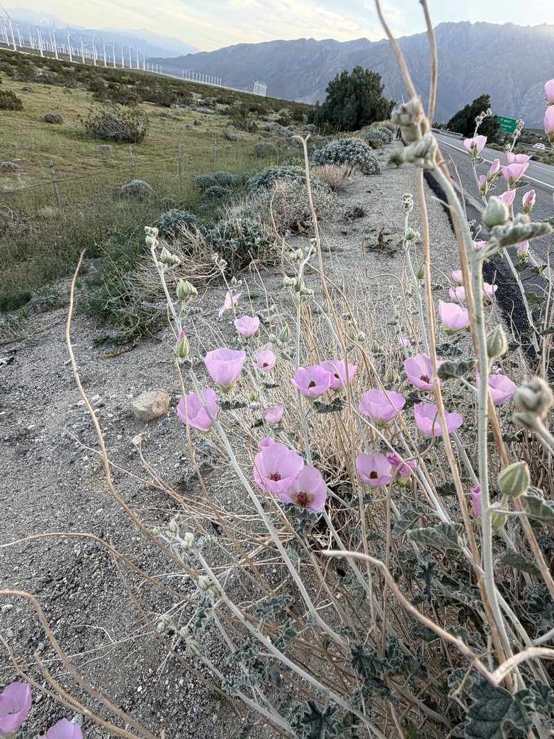 Sphaeralcea ambigua var. rosacea photo 7