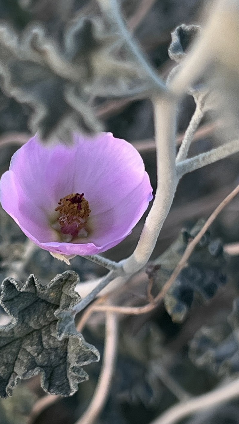 Sphaeralcea ambigua var. rosacea photo 8