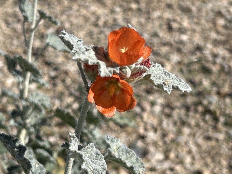 Sphaeralcea ambigua var. rugosa
