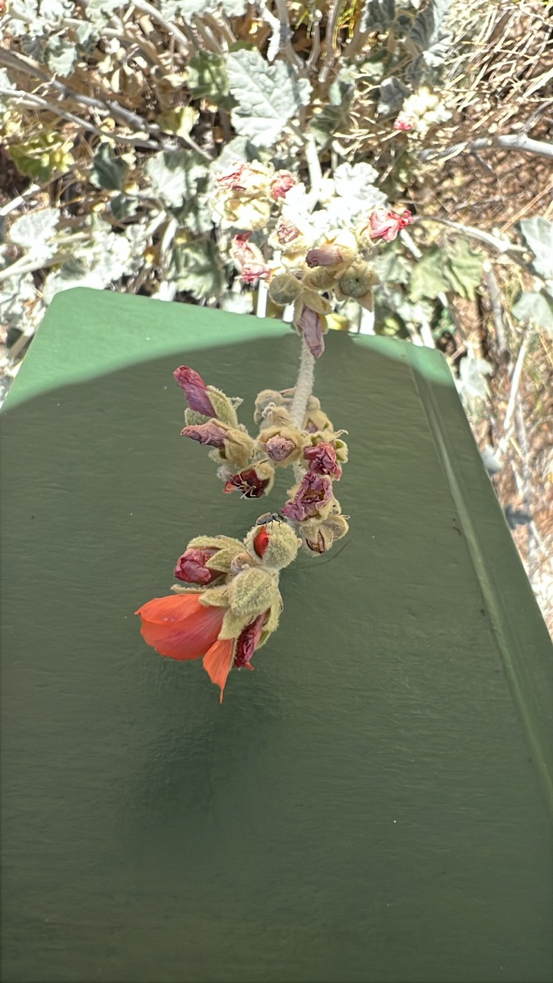 Sphaeralcea ambigua var. rugosa photo 5