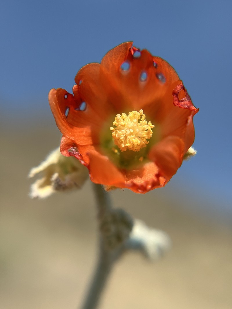 Sphaeralcea ambigua var. rugosa photo 6