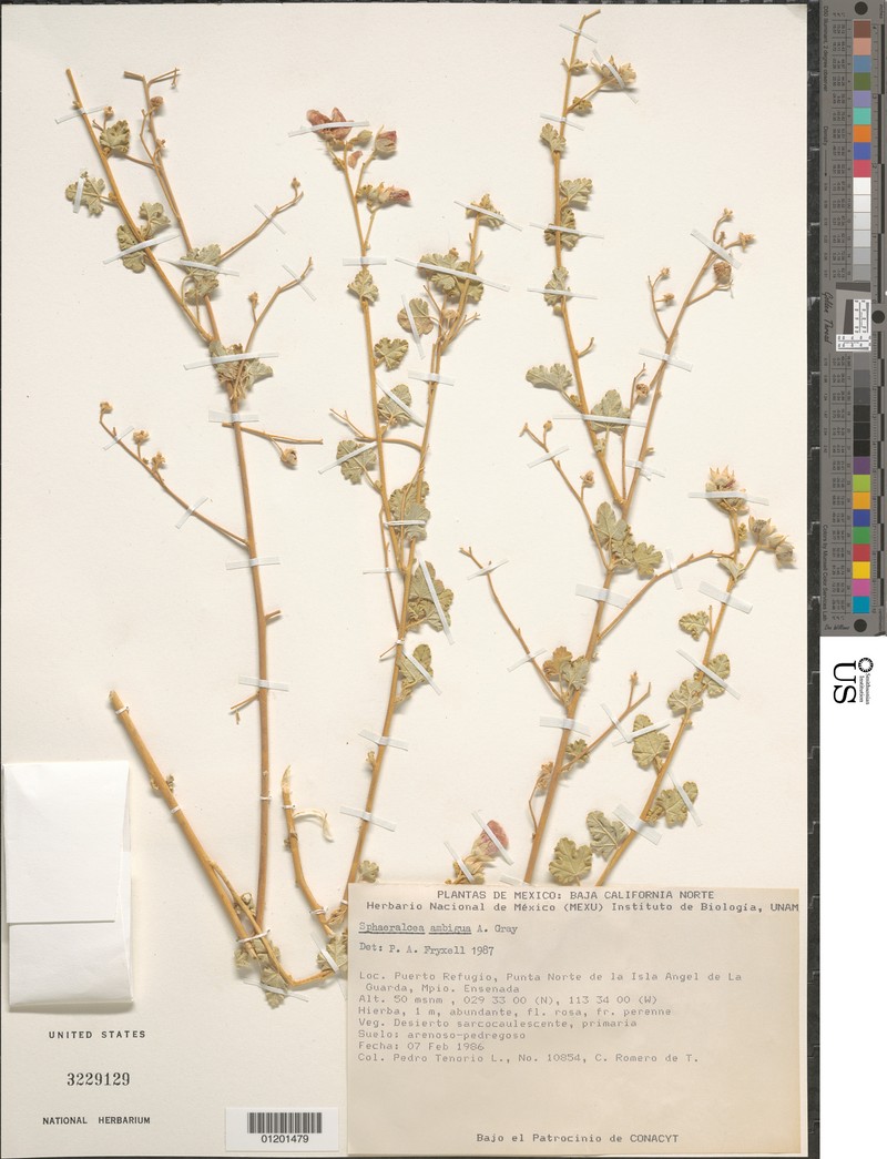 Sphaeralcea ambigua var. versicolor