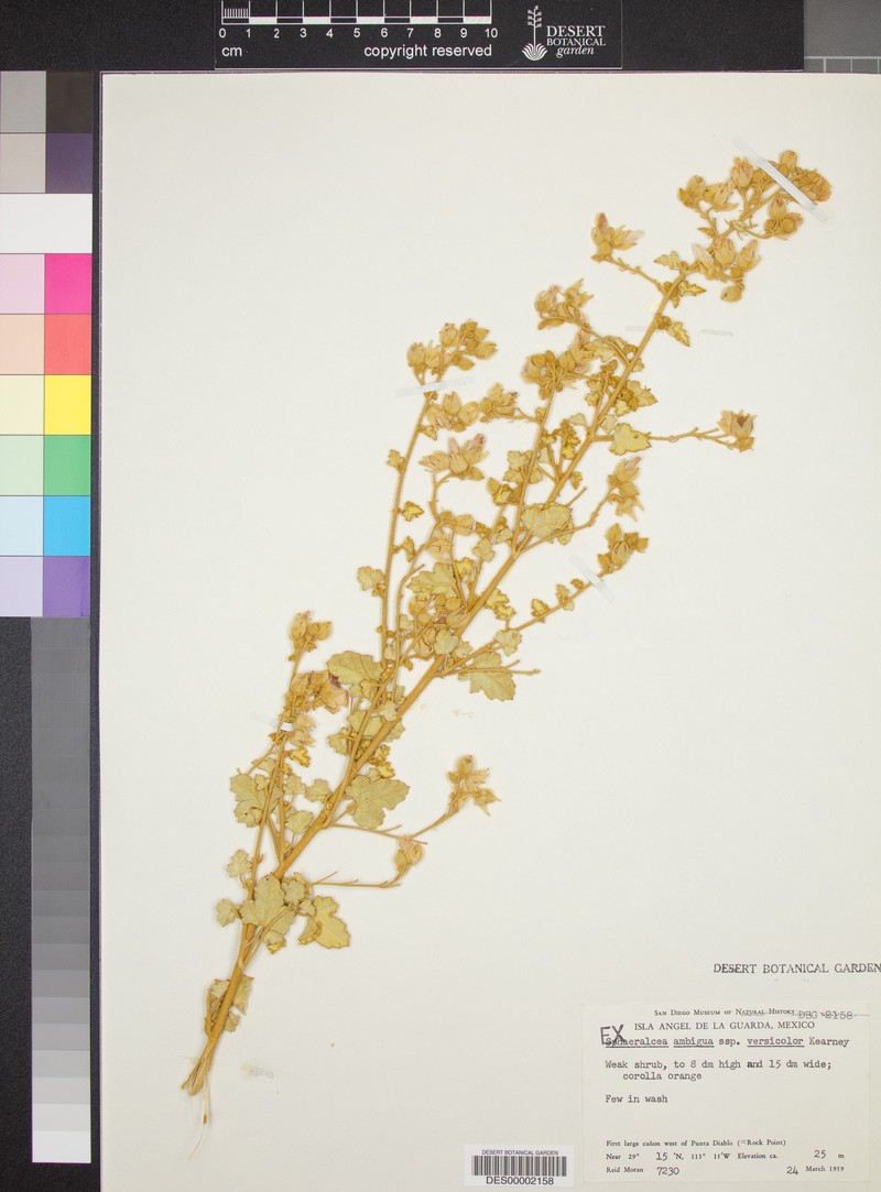 Sphaeralcea ambigua var. versicolor photo 2