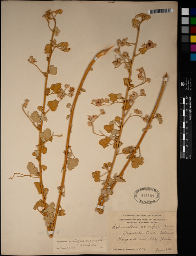 Sphaeralcea ambigua var. versicolor photo 3
