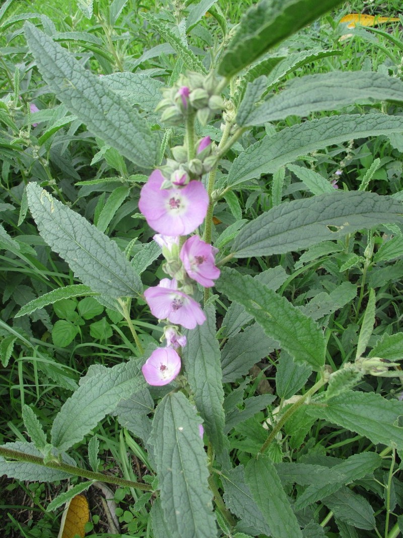 Copper Globemallow photo 3