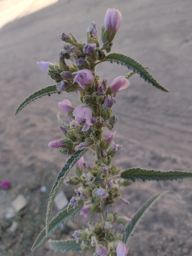 Copper Globemallow photo 4