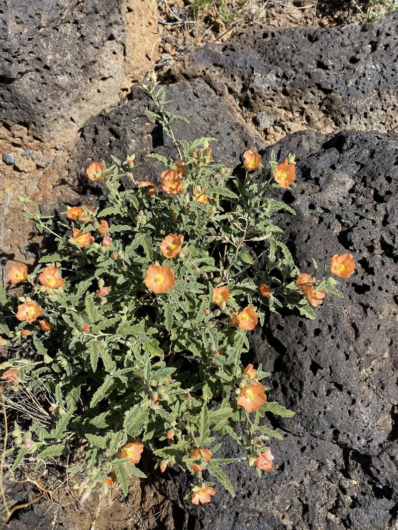 Copper Globemallow photo 5