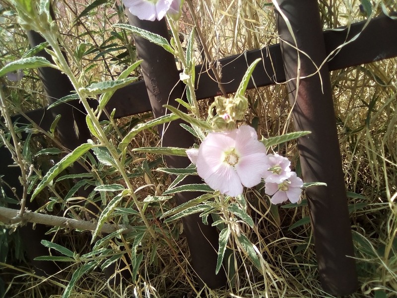 Copper Globemallow photo 6