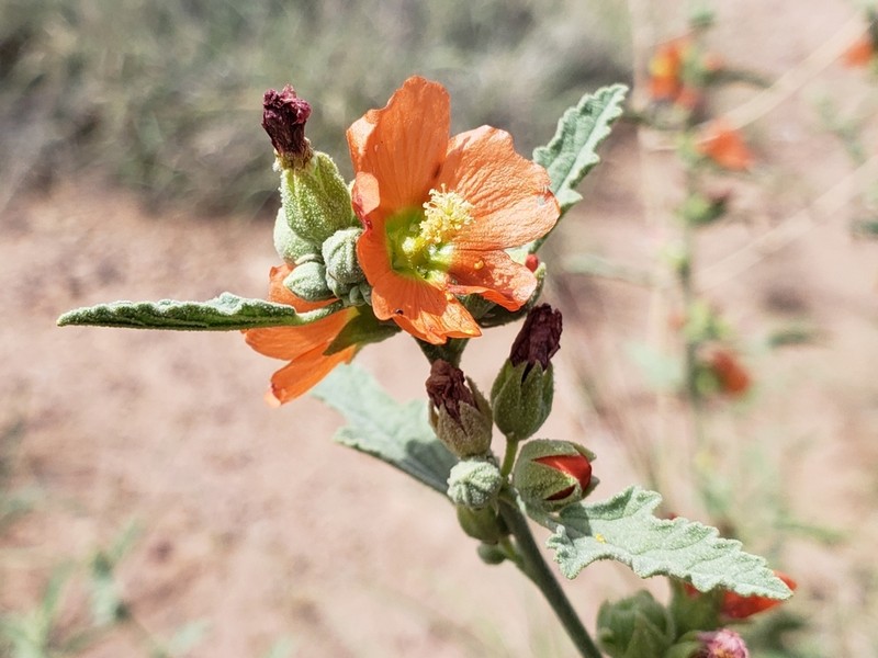 Copper Globemallow photo 8