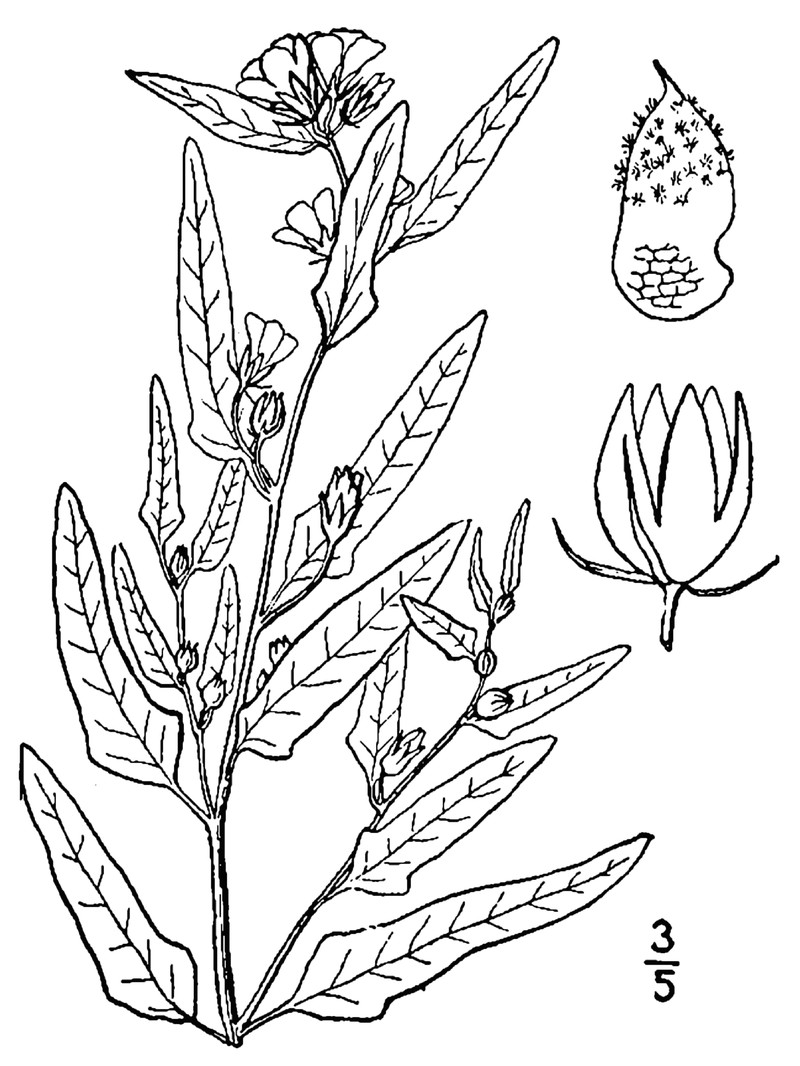 Copper Globemallow photo 2