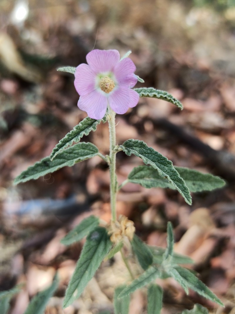 Copper Globemallow photo 3