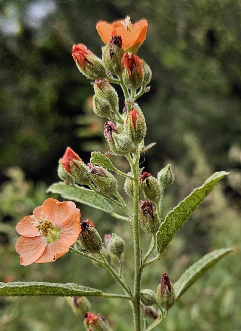 Copper Globemallow photo 4