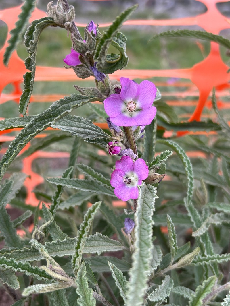 Sphaeralcea angustifolia var. angustifolia