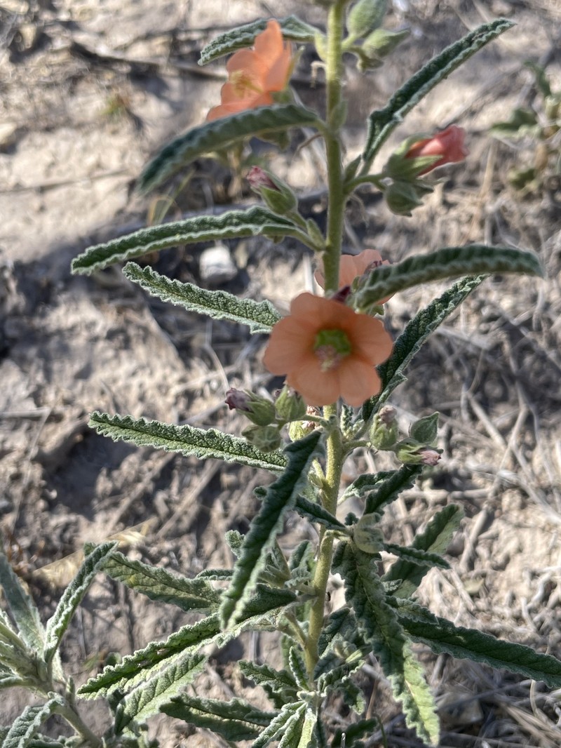 Sphaeralcea angustifolia var. angustifolia photo 2