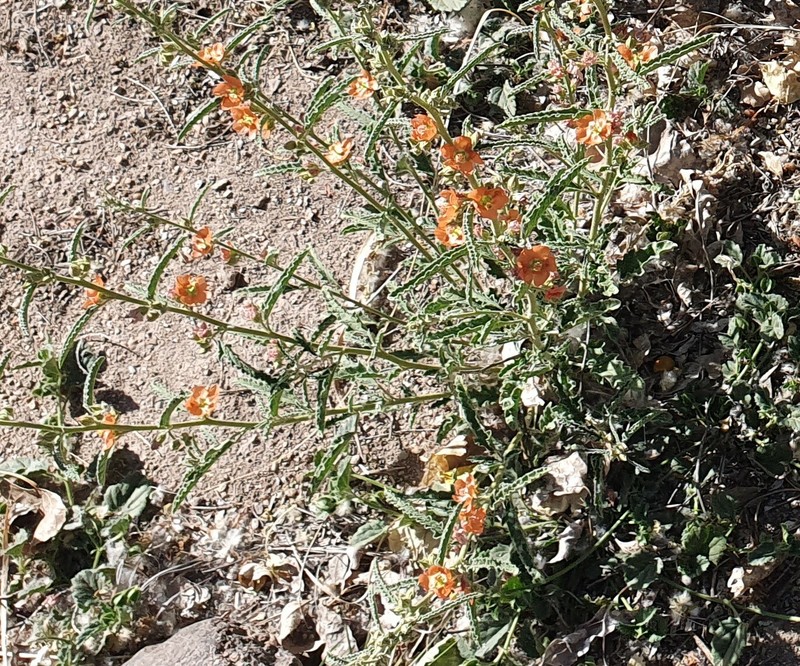 Sphaeralcea angustifolia var. angustifolia photo 3