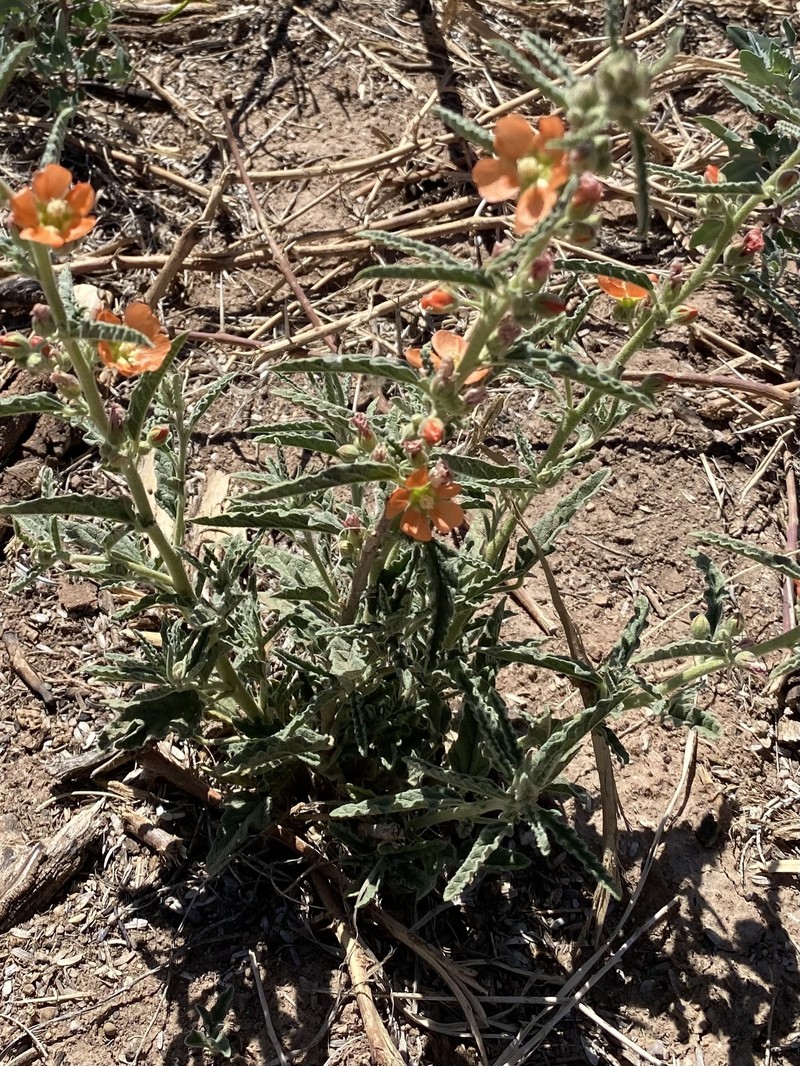 Sphaeralcea angustifolia var. angustifolia photo 4