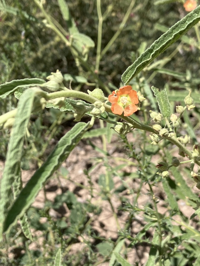 Sphaeralcea angustifolia var. angustifolia photo 5