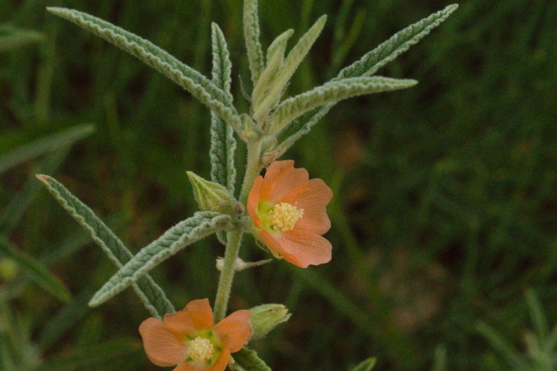 Sphaeralcea angustifolia var. angustifolia photo 6