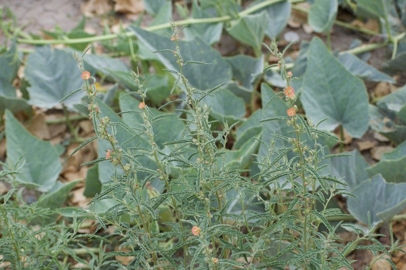 Sphaeralcea angustifolia var. angustifolia photo 7