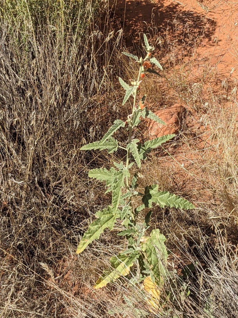 Sphaeralcea angustifolia var. angustifolia photo 8