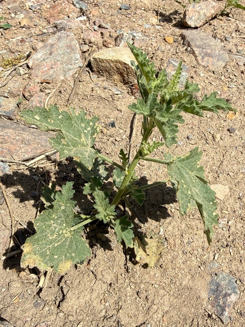 Sphaeralcea angustifolia var. oblongifolia