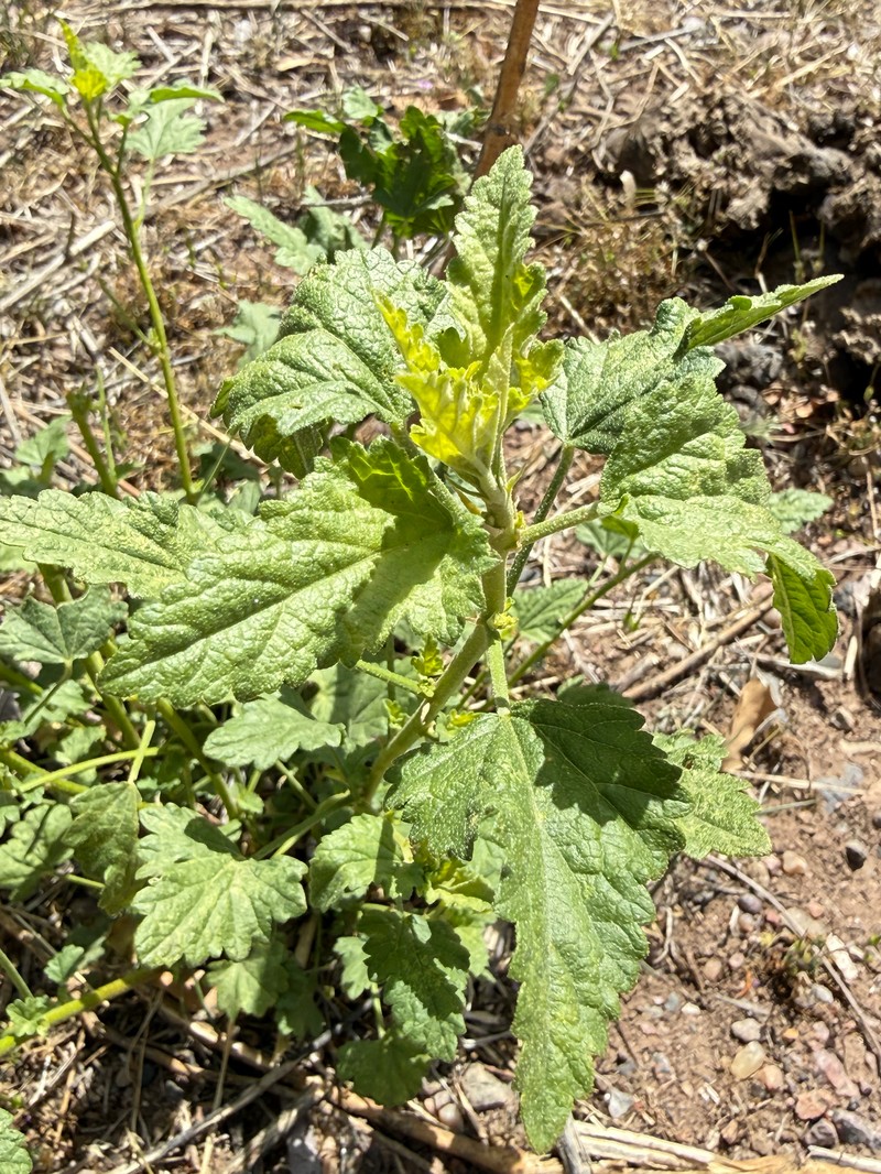 Sphaeralcea angustifolia var. oblongifolia photo 2