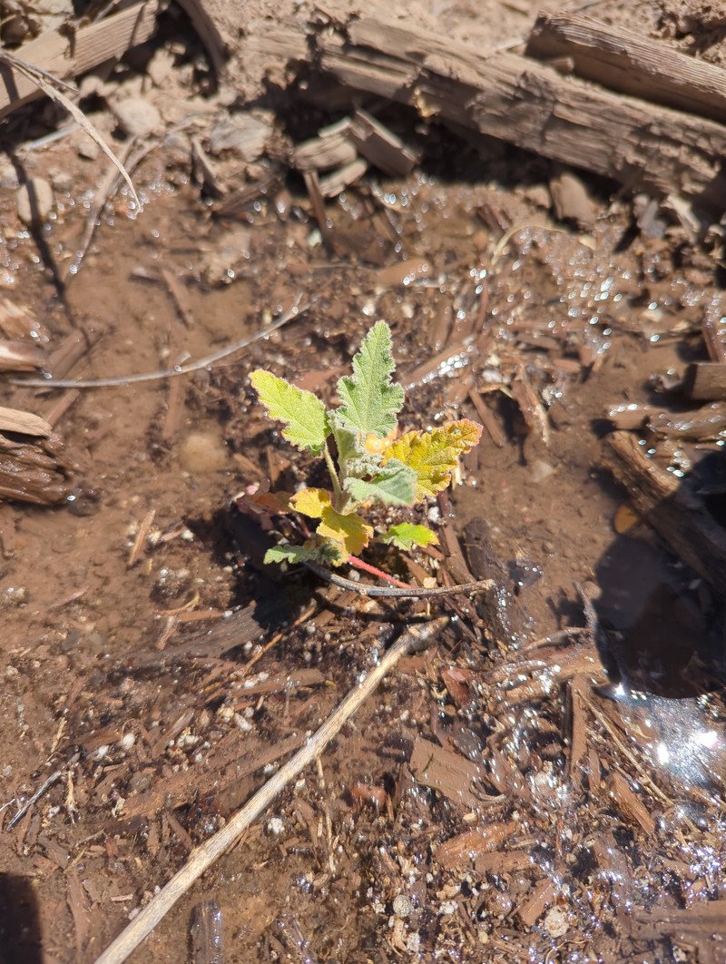 Sphaeralcea angustifolia var. oblongifolia photo 3