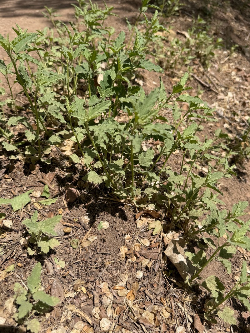 Sphaeralcea angustifolia var. oblongifolia photo 4
