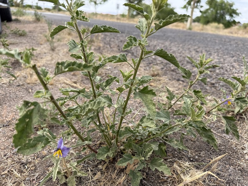 Sphaeralcea angustifolia var. oblongifolia photo 5