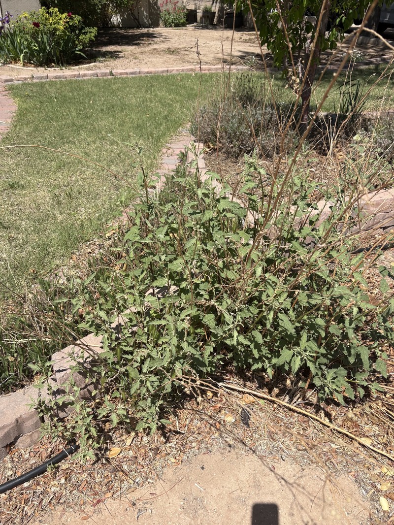 Sphaeralcea angustifolia var. oblongifolia photo 6