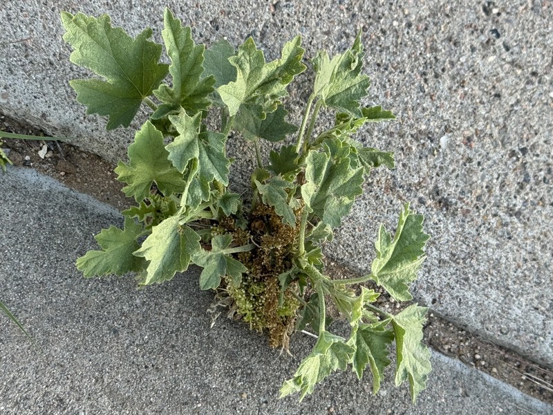 Sphaeralcea angustifolia var. oblongifolia photo 7