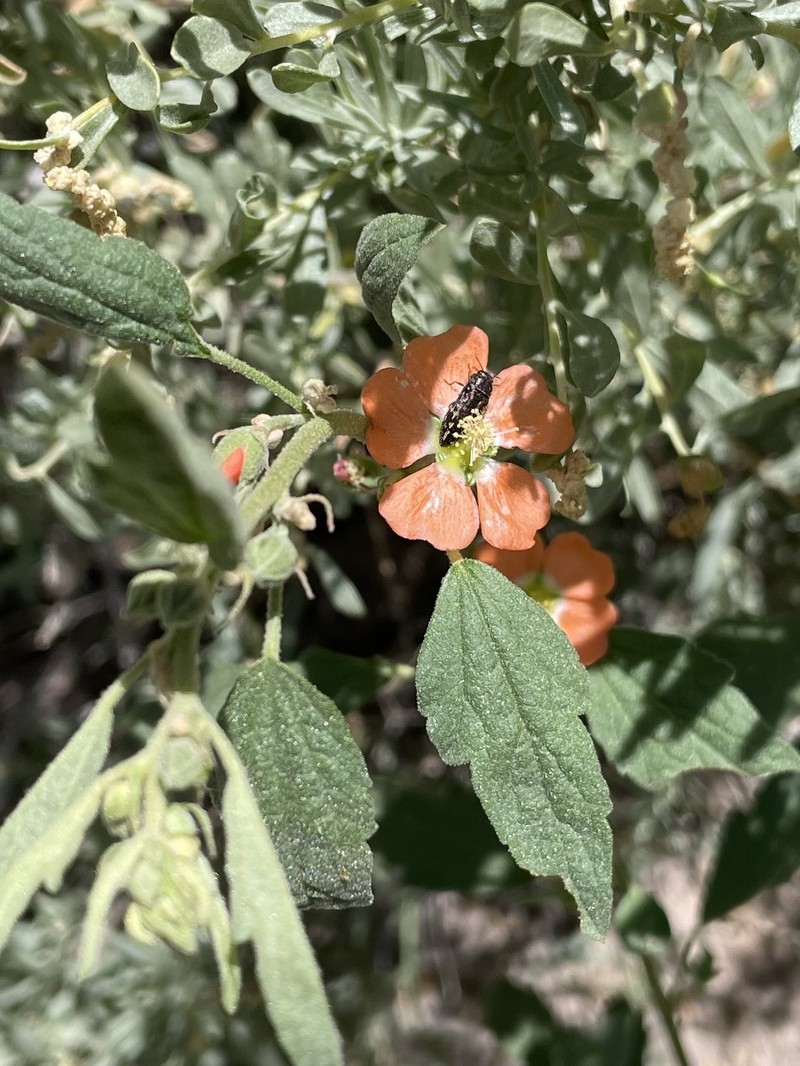 Sphaeralcea angustifolia var. oblongifolia photo 8