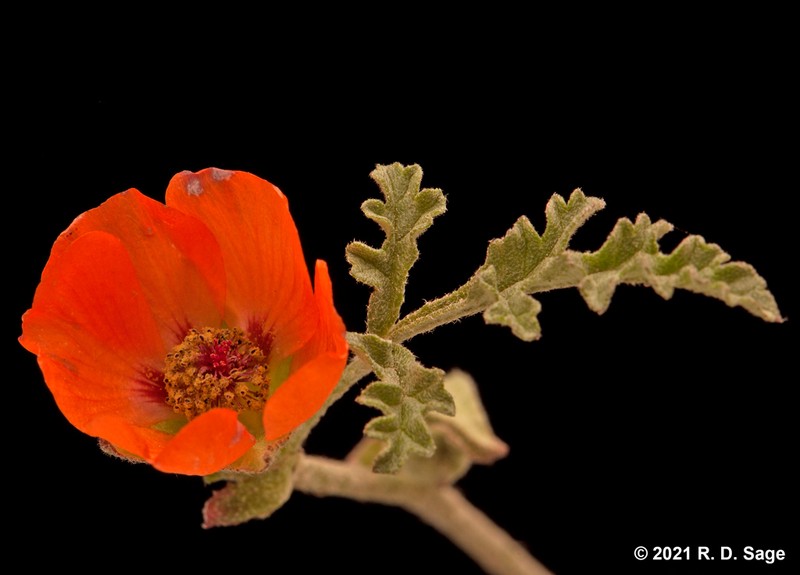 Sphaeralcea australis