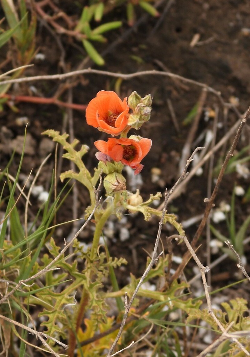 Sphaeralcea australis photo 2