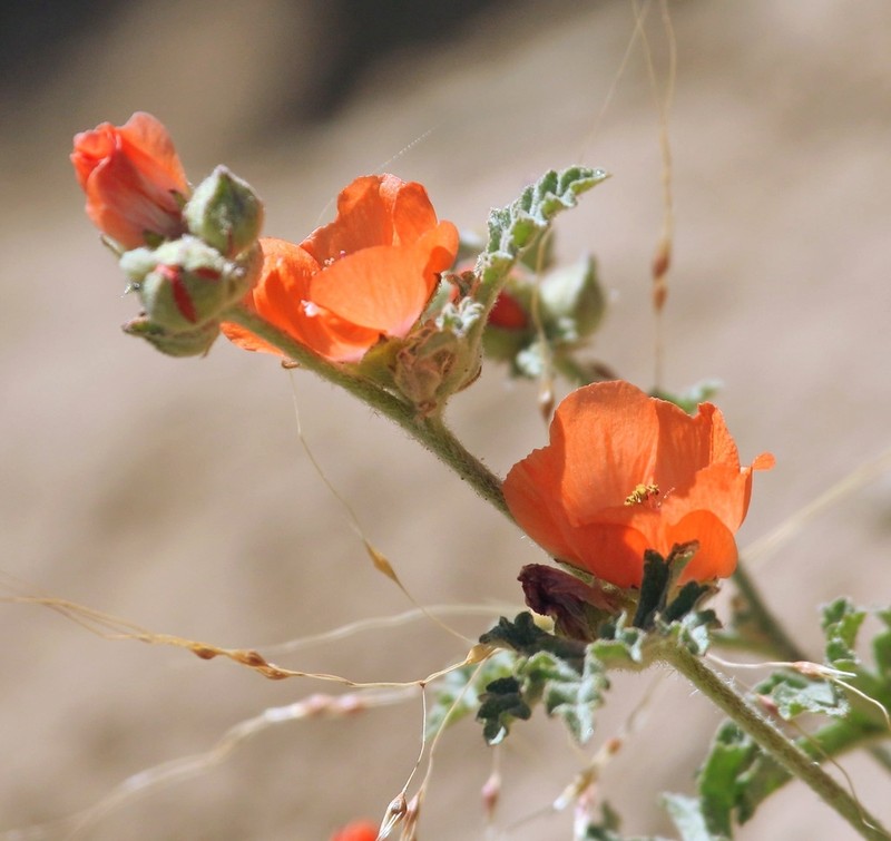 Sphaeralcea australis photo 3