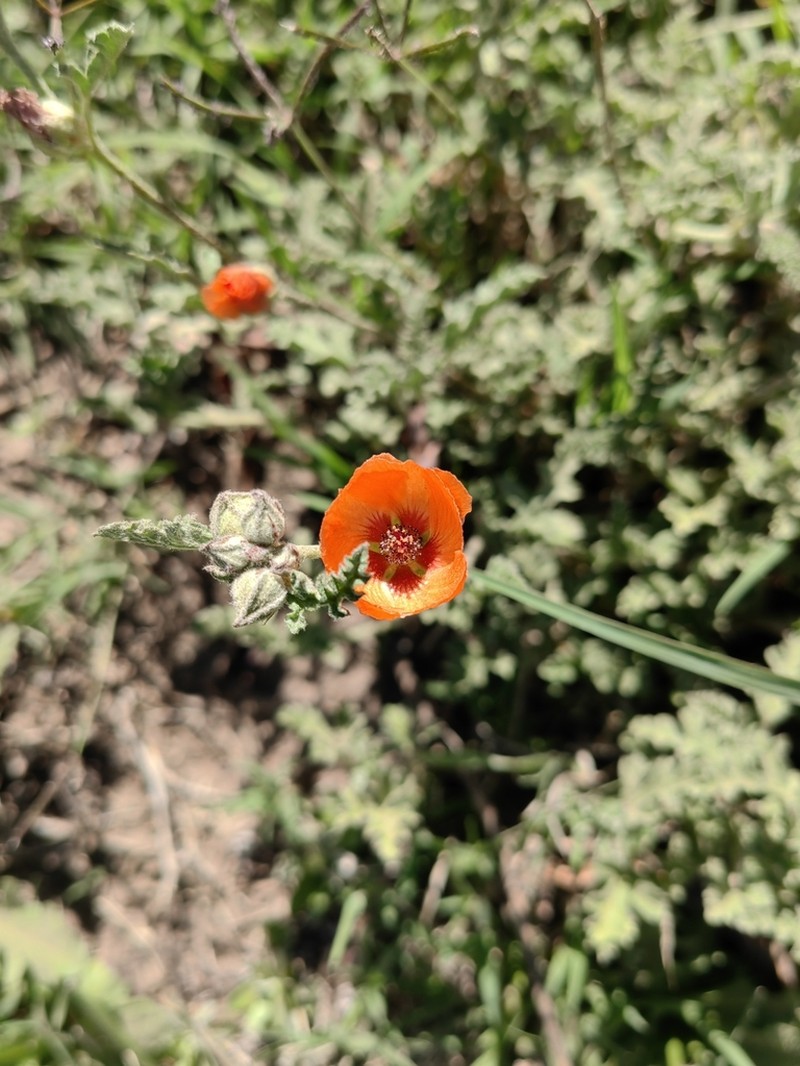Sphaeralcea australis photo 4