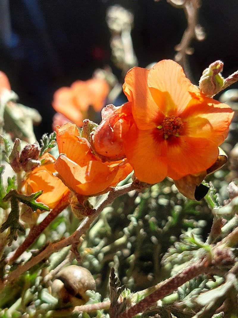 Sphaeralcea australis photo 5