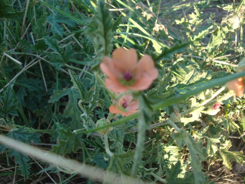 Sphaeralcea australis photo 6