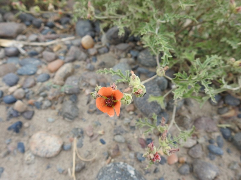 Sphaeralcea australis photo 7