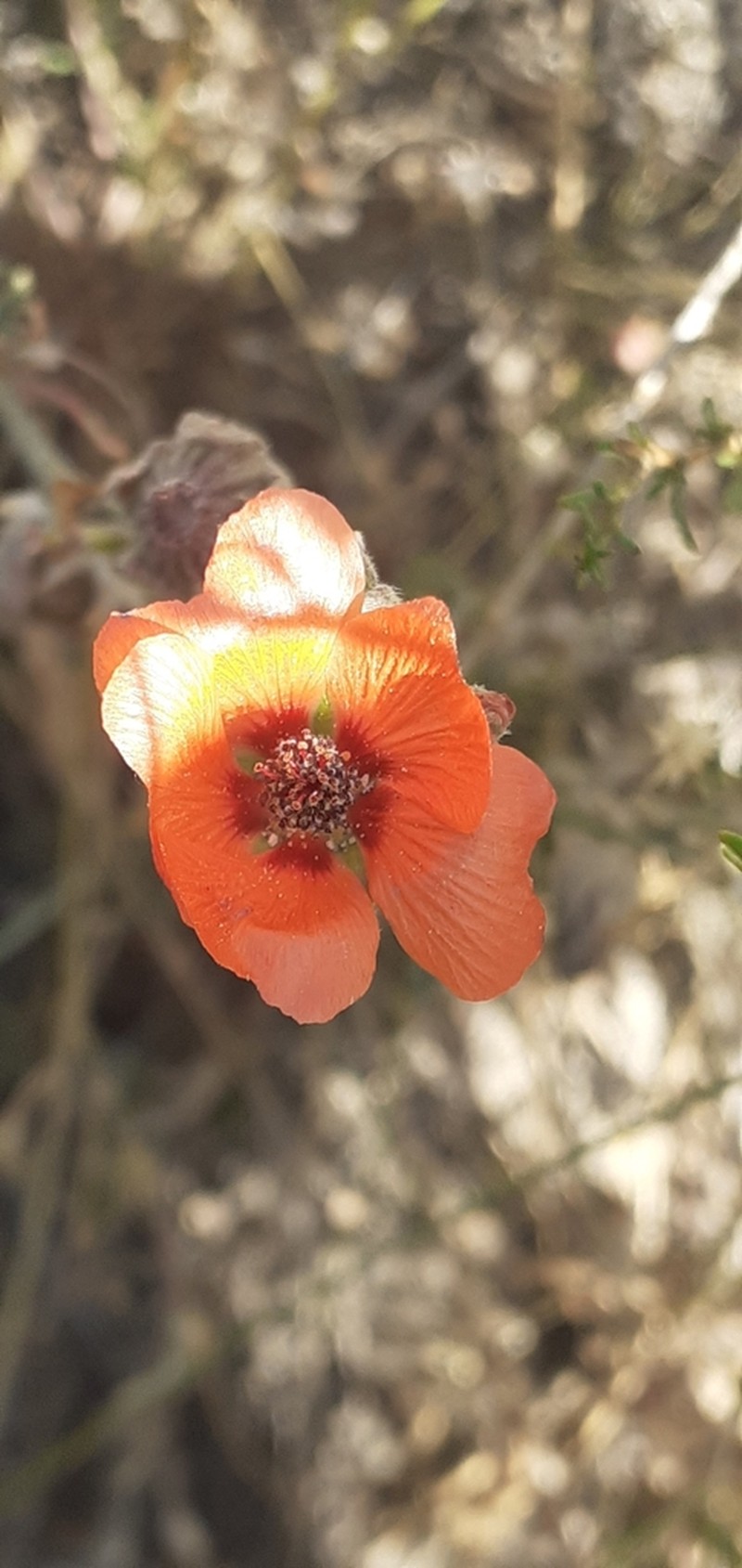 Sphaeralcea australis photo 8