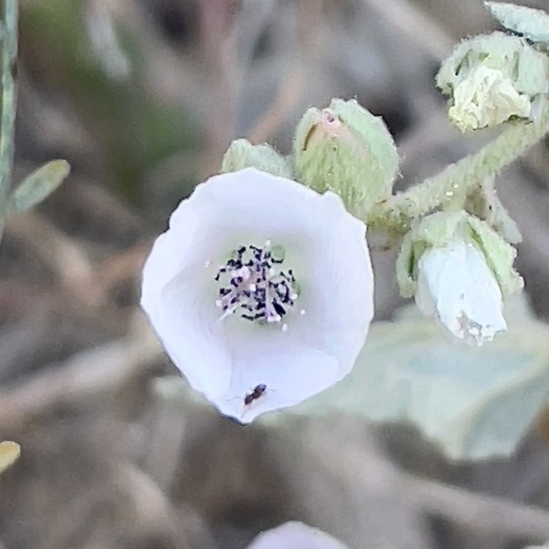 Sphaeralcea axillaris