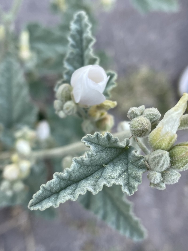 Sphaeralcea axillaris photo 2